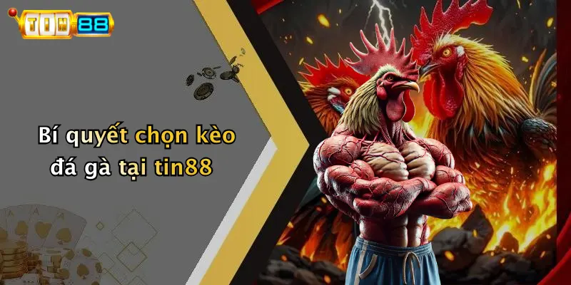 Bí quyết chọn kèo đá gà tại tin88