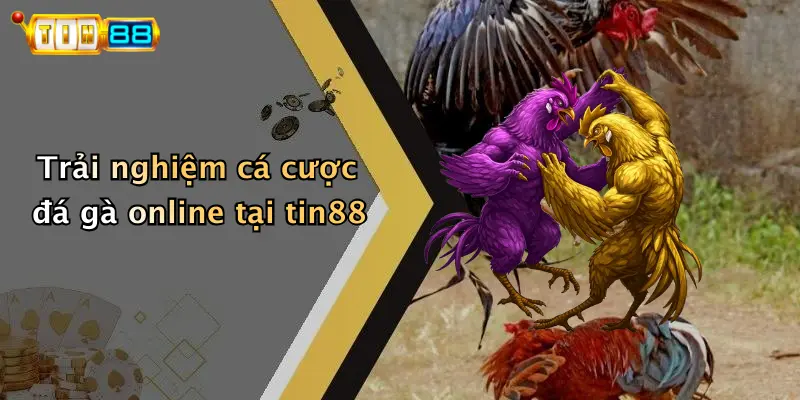 Trải nghiệm cá cược đá gà online tại tin88